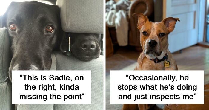 “Toby The 80-Year-Man Trapped In A Chihuahua Body”: 81 Hilarious Dogs Being Their Goofy Selves (New Pics)