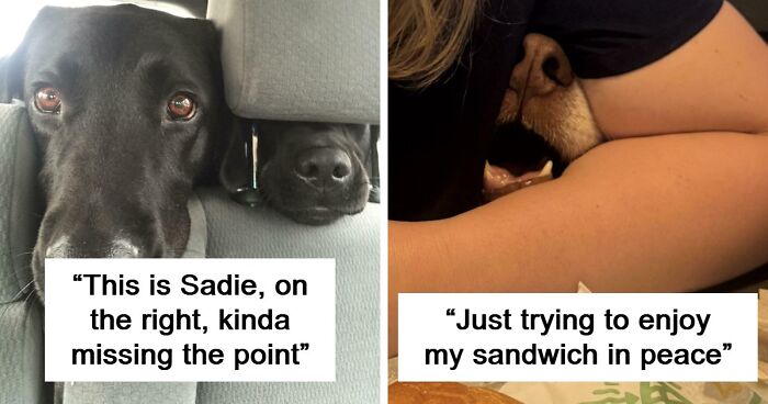 “Toby The 80-Year-Man Trapped In A Chihuahua Body”: 81 Hilarious Dogs Being Their Goofy Selves