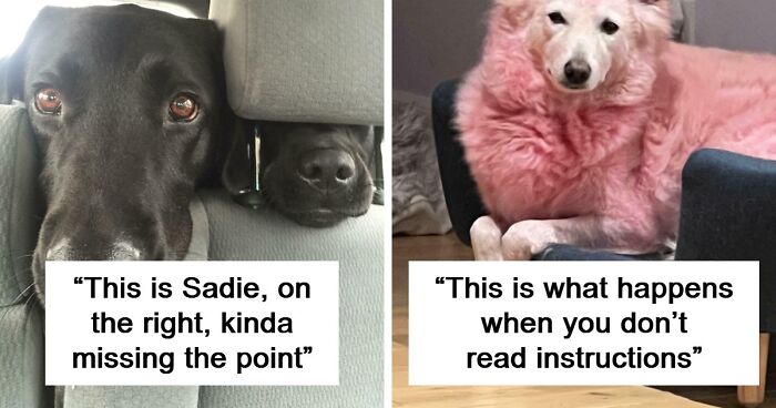 “Toby The 80-Year-Man Trapped In A Chihuahua Body”: 81 Hilarious Dogs Being Their Goofy Selves (New Pics)