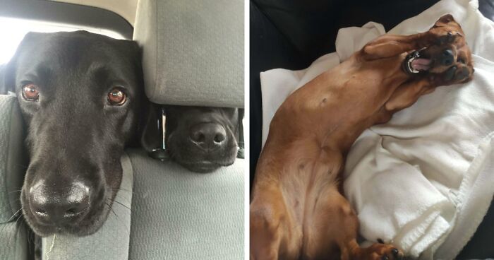 “Toby The 80-Year-Man Trapped In A Chihuahua Body”: 81 Hilarious Dogs Being Their Goofy Selves (New Pics)