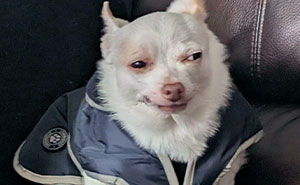“Toby The 80-Year-Man Trapped In A Chihuahua Body”: 81 Hilarious Dogs Being Their Goofy Selves (New Pics)