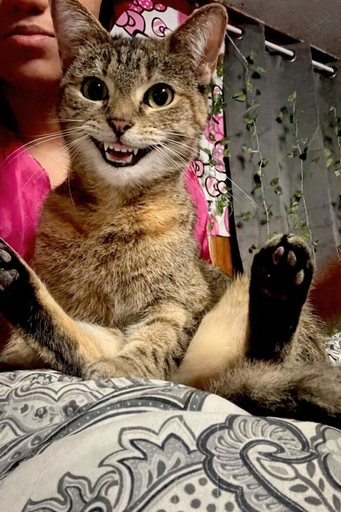 Tabby cat with wide eyes and bared teeth sitting on patterned bedding, looking like a goblin in a cozy indoor setting.