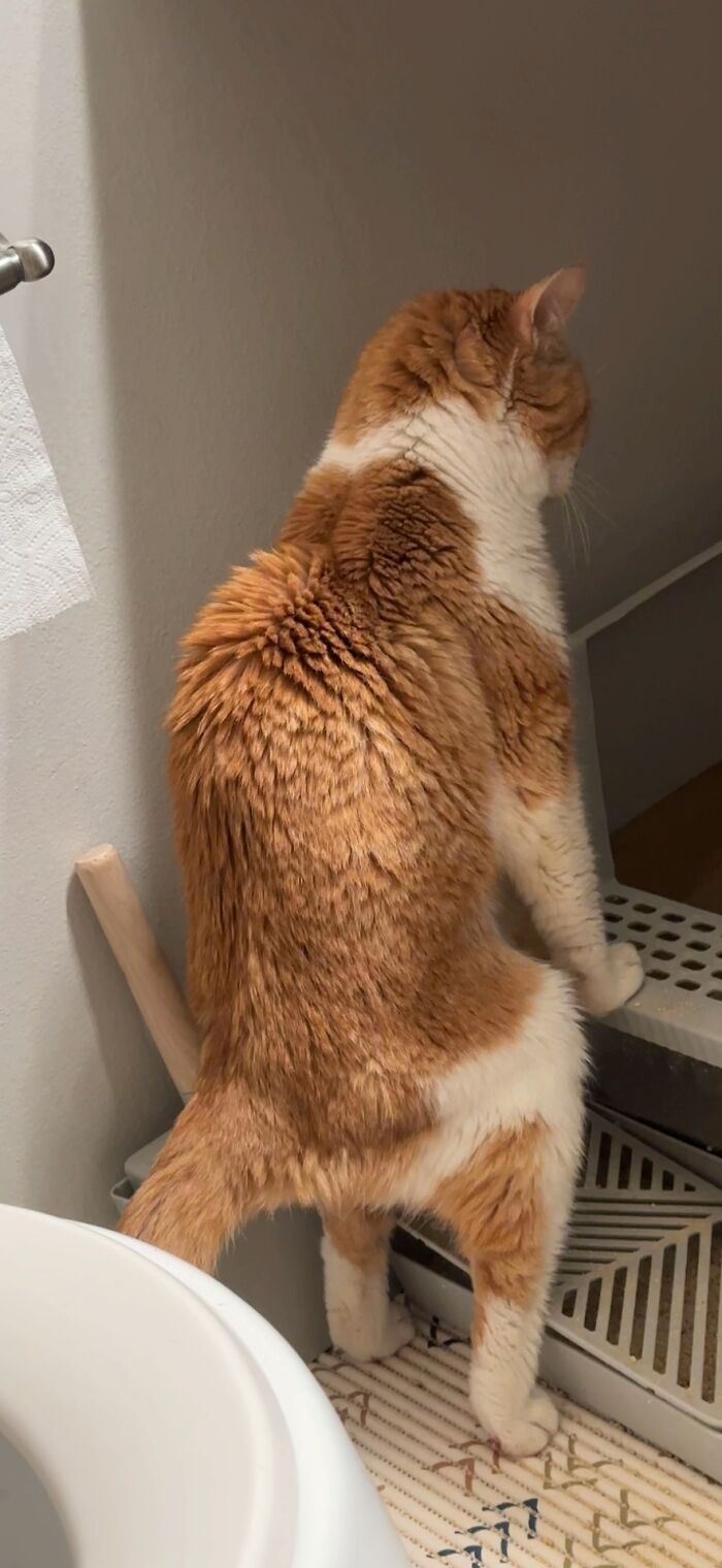 Orange and white cat standing on hind legs with fur fluffed up, resembling a goblin in a home setting.