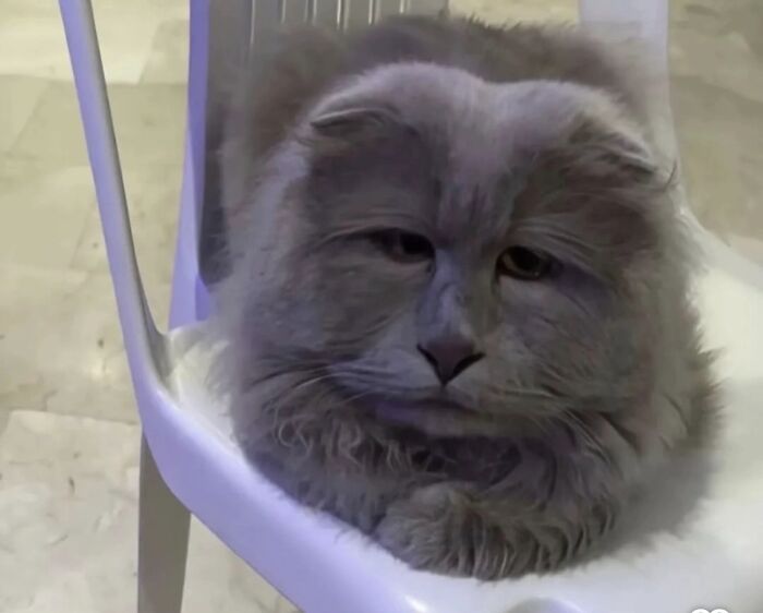 Fluffy gray cat sitting on a white chair with a face that resembles a goblin, highlighting funny cat owner moments.