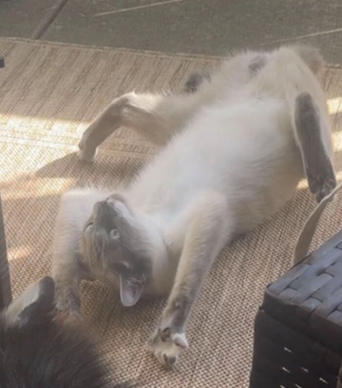 Cat lying on its back with paws curled, one of 93 cat owners' furry friends looking like goblins in a playful pose.