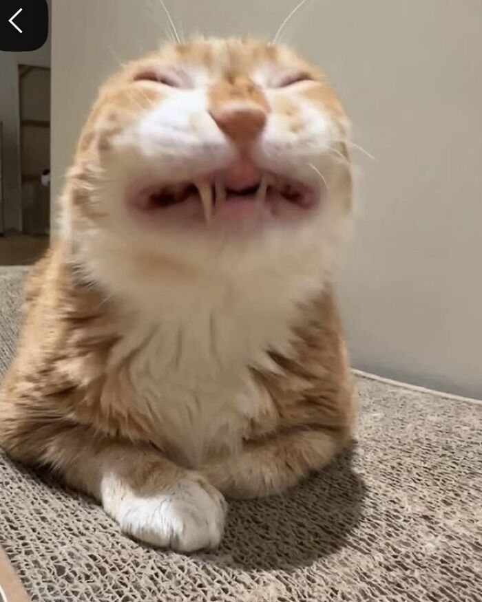 Ginger cat with funny expression showing sharp teeth, resembling a goblin-like face in a cozy indoor setting.