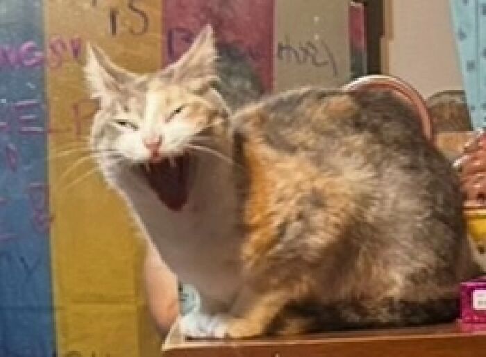 A cat mid-yawn with wide eyes and ears back, showing a goblin-like expression from 93 cat owners' funny moments.