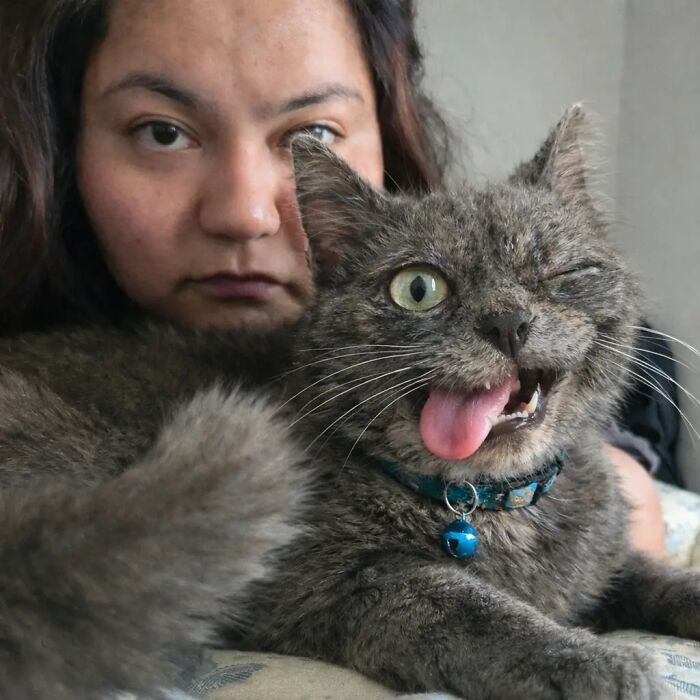 Cat with one eye closed and tongue out looks like a goblin while resting near its owner in close-up photo.