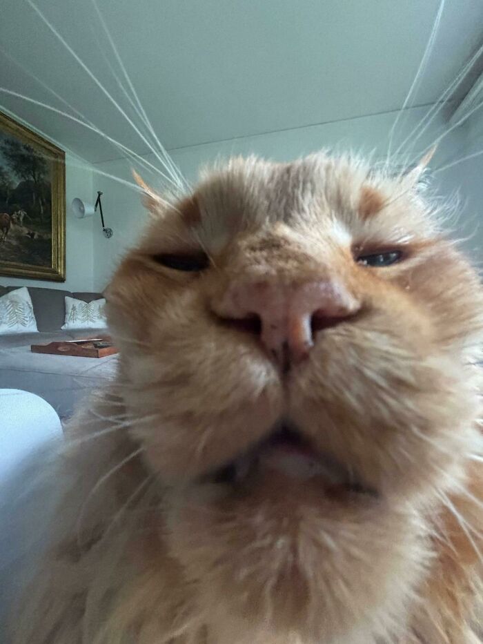 Close-up of a cat’s face with squinting eyes and whiskers, showing a funny goblin-like expression by a cat owner.