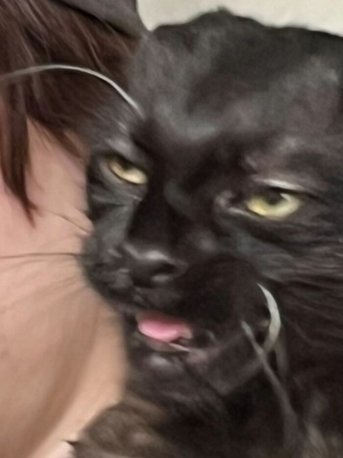Close-up of a black cat with a goofy expression, resembling a goblin, with slightly squinted eyes and its tongue sticking out.
