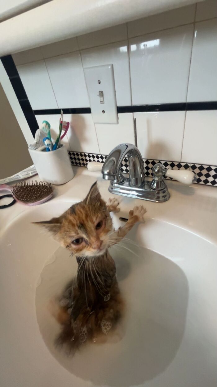 Wet cat in a bathroom sink with a funny expression, looking like a goblin, captured by cat owners sharing goblin moments
