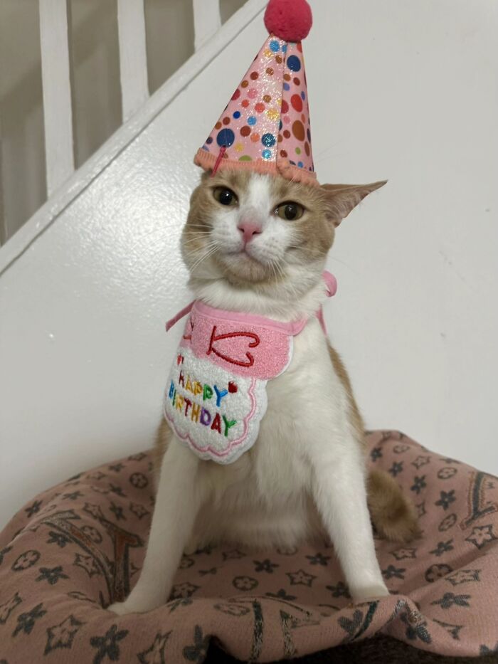 Cat wearing a colorful birthday hat and bib, sitting on a patterned blanket, showing a playful furry friend goblin look.
