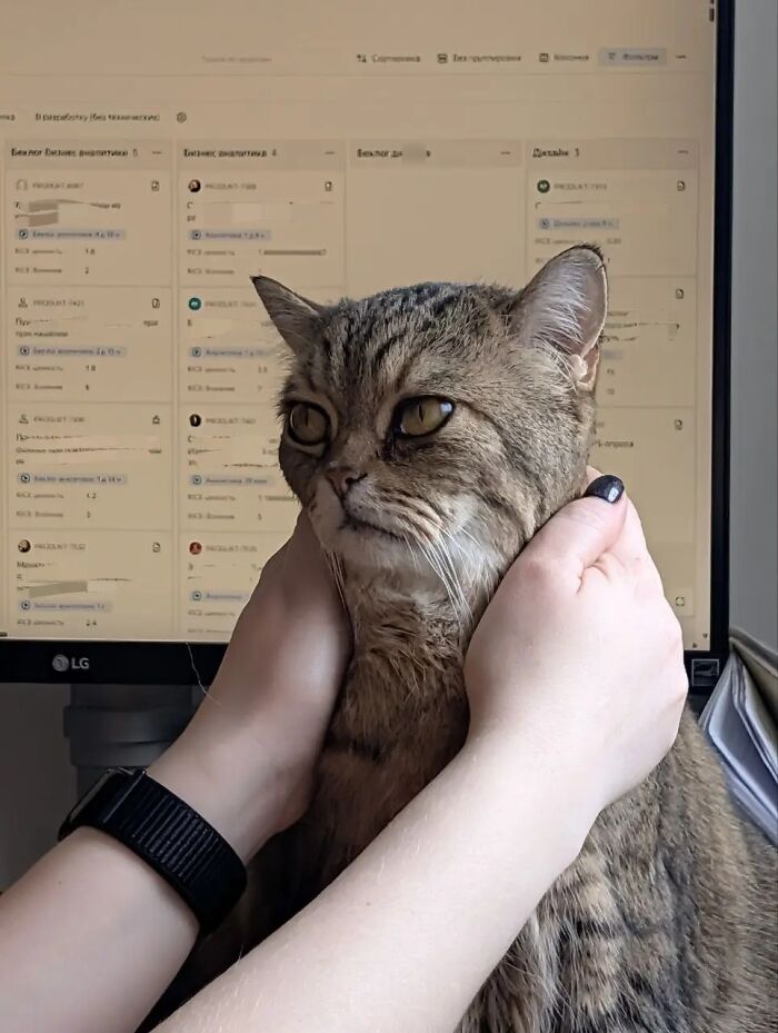 Tabby cat with wide eyes looking like a goblin, held gently by owner in front of a computer screen.