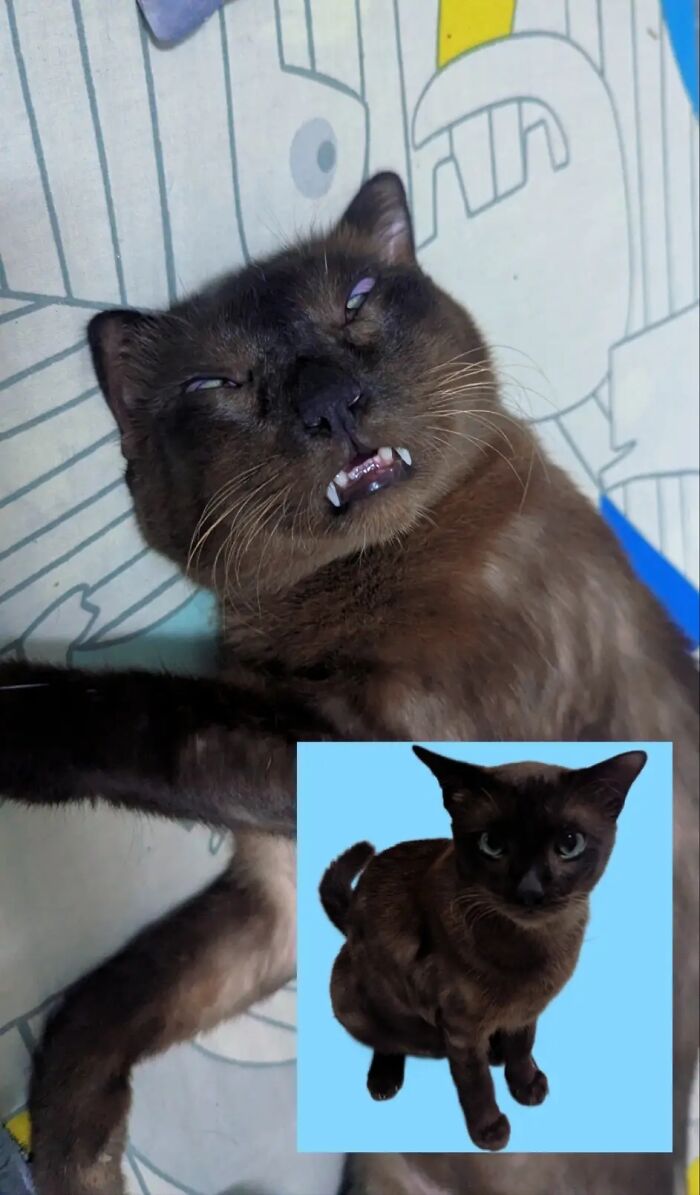 Dark brown cat with eyes rolled back and fangs showing, demonstrating a goblin-like expression for cat owners.