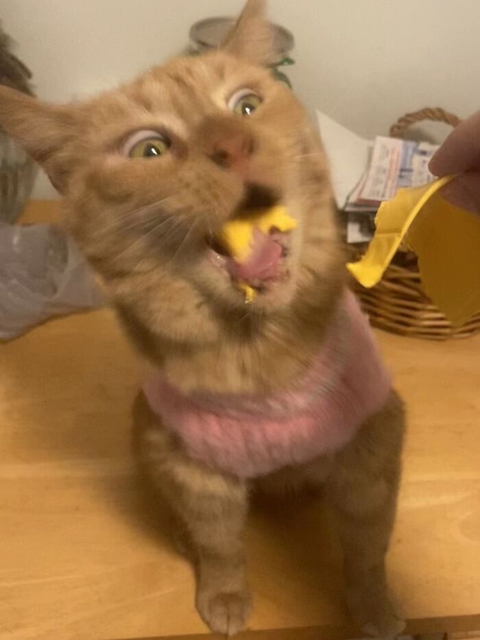 Ginger cat wearing a pink sweater with a goblin-like expression while eating a treat from a hand on a wooden table.