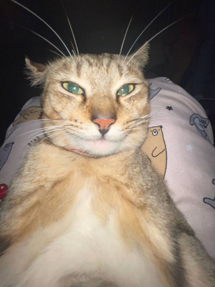 Close-up of a cat with a mischievous expression, capturing a moment where furry friends look like goblins.