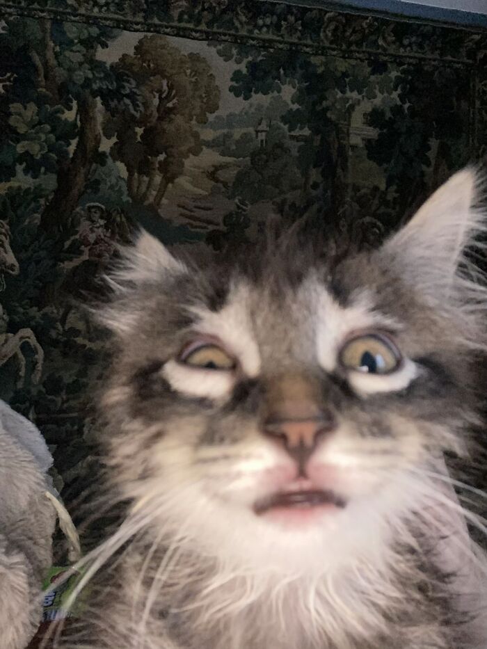 Close-up of a cat making a funny face, one eye squinting, resembling a goblin in a dimly lit room.