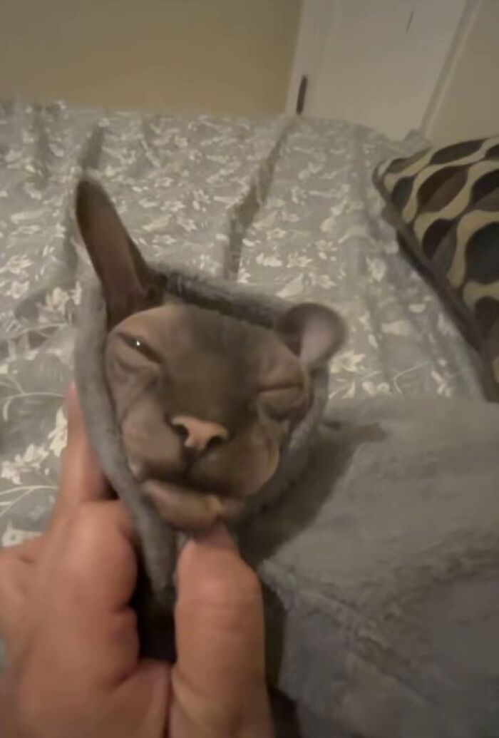 Sphynx cat wrapped in a blanket with a goblin-like expression, showcasing quirky feline looks from cat owners.