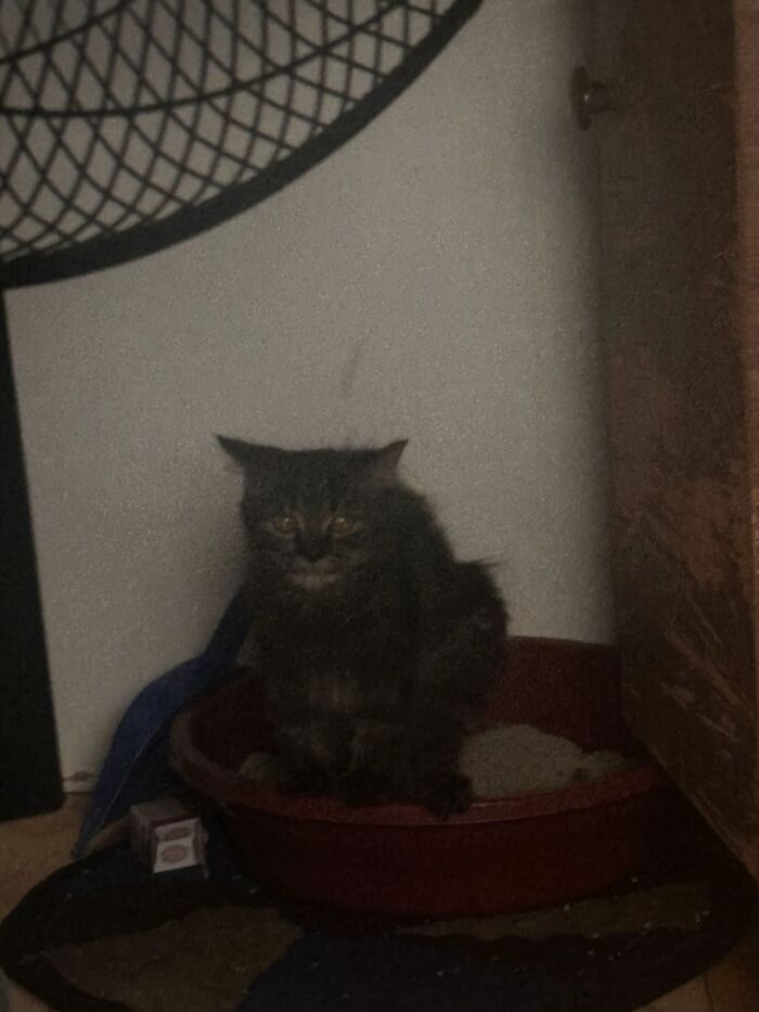 Dark fluffy cat sitting in a litter box with a goblin-like expression in a dimly lit corner.