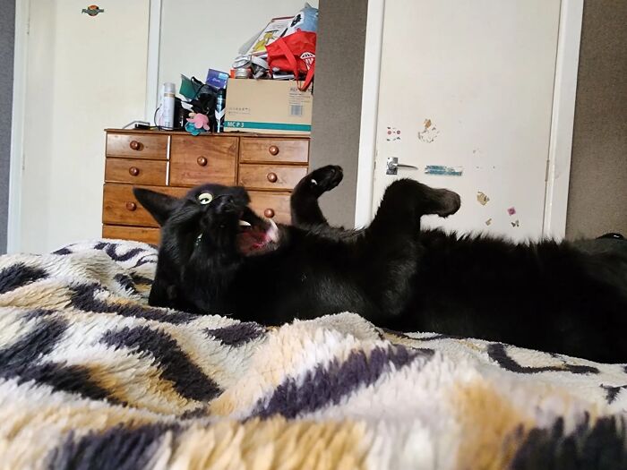 Black cat lying on bed with wide eyes and mouth open, resembling a goblin in a playful pose indoors.