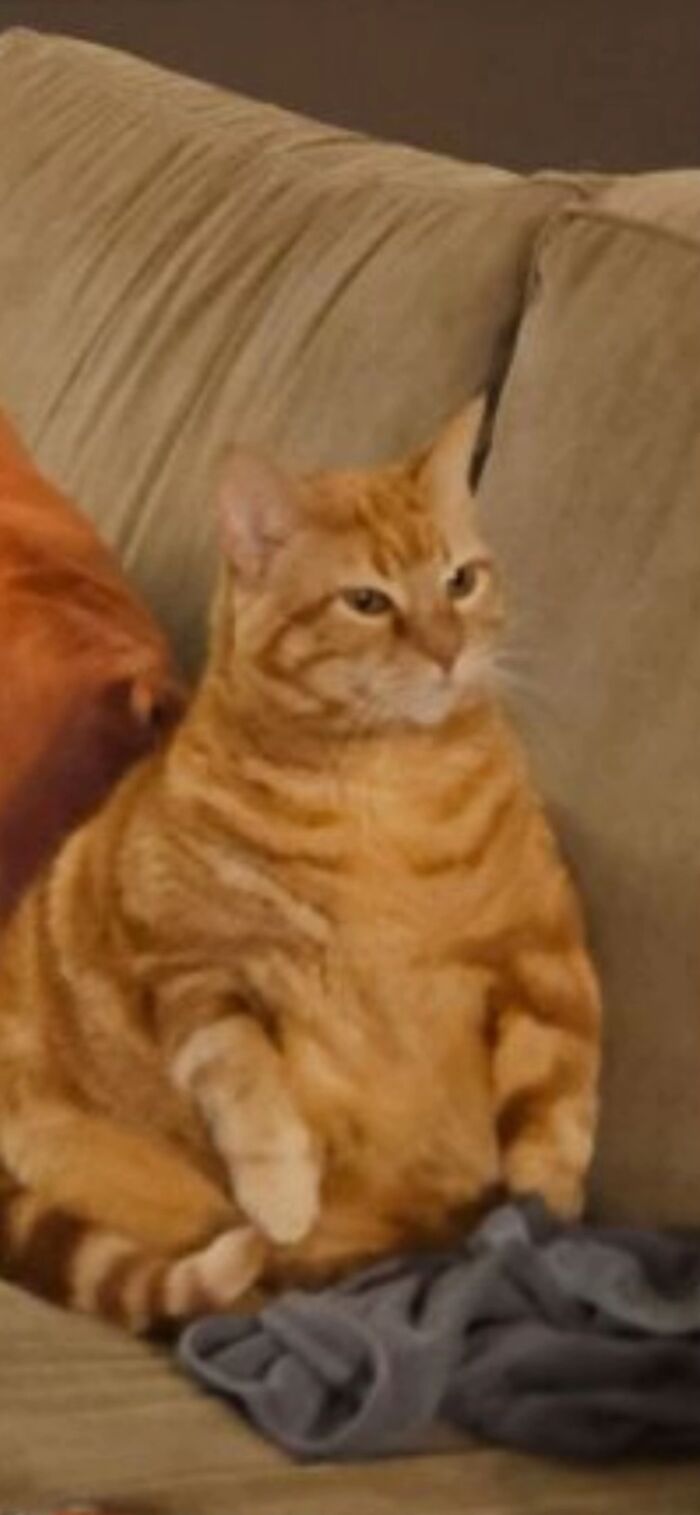 Orange tabby cat sitting upright on a couch looking like a goblin with a relaxed yet alert expression.
