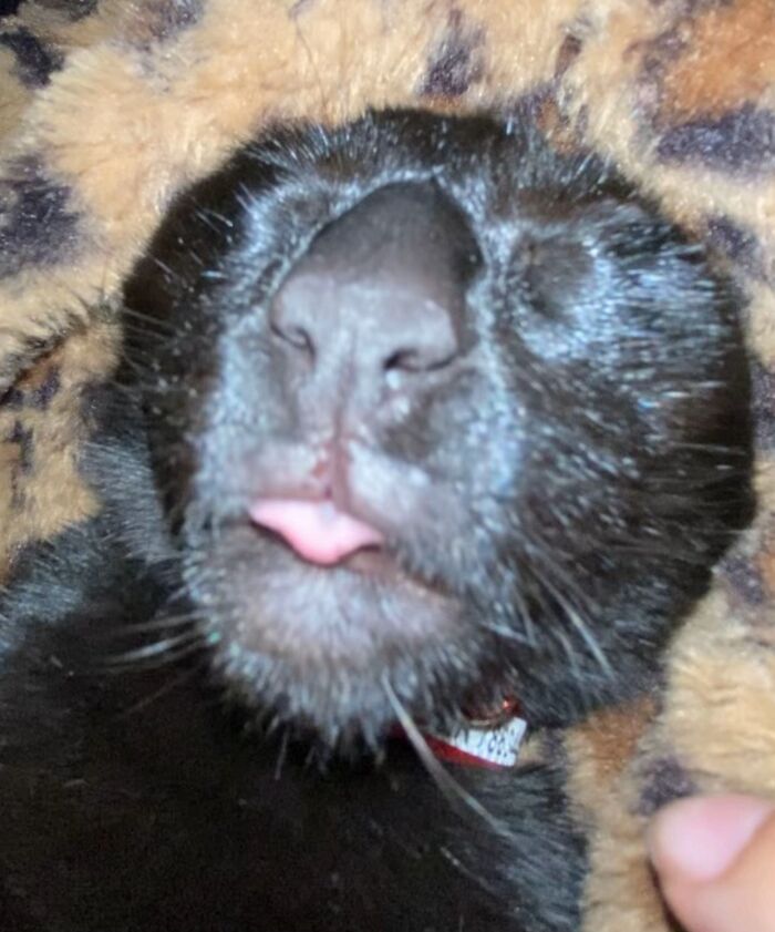 Close-up of a black cat with its tongue slightly out, capturing a quirky moment of goblin-like expression.