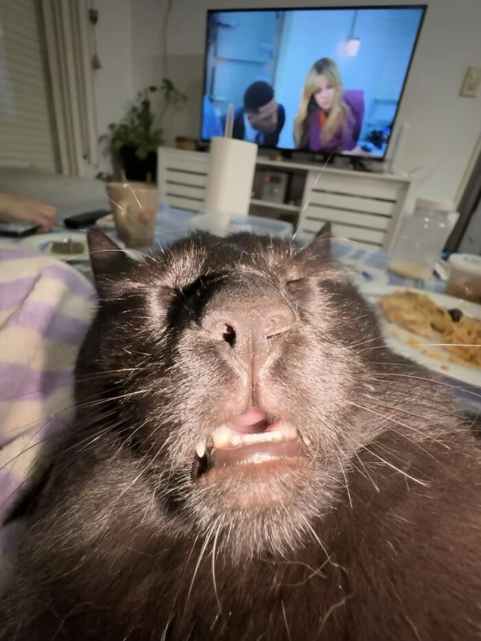 Close-up of a black cat making a goblin-like face with teeth showing, captured by cat owners sharing funny moments.