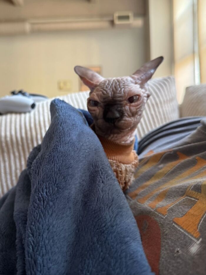 Sphynx cat with wrinkled skin wrapped in a blanket, looking like a goblin resting on a couch indoors.