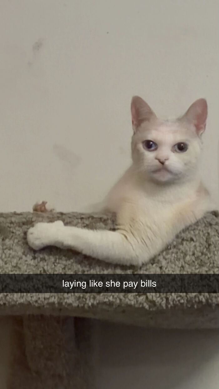 White cat with unusual eyes lying on a carpeted perch, showcasing a funny goblin-like expression.