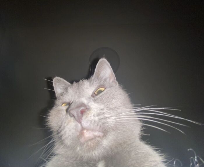 Close-up of a cat looking like a goblin with a funny expression and glowing eyes in a dark background.