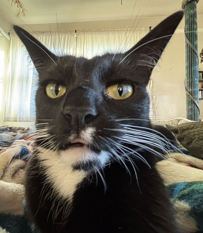 Close-up of a black and white cat with wide eyes and ears looking like a goblin in a cozy indoor setting.