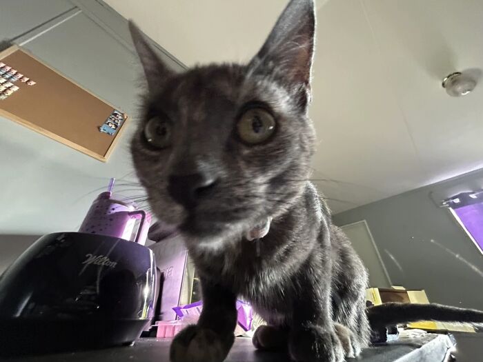 Close-up of a cat with wide eyes and unusual expression resembling goblins, showing quirky furry friends moments.