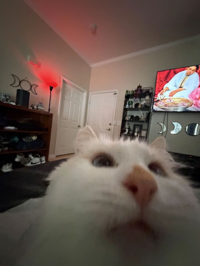 Close-up of a cat with a curious expression, one of 93 cat owners sharing times their furry friends looked like goblins.
