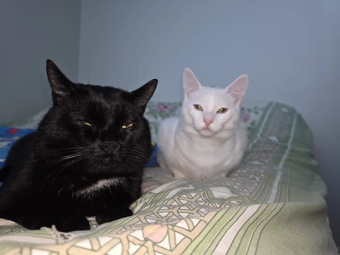 Two cats lying on a bed with intense expressions, showcasing unusual and goblin-like features of their furry faces.