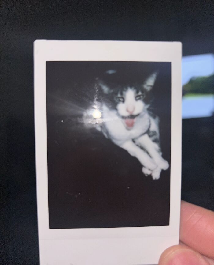 Polaroid photo of a cat with a goofy expression, one of the times furry friends looked like goblins to their owners.