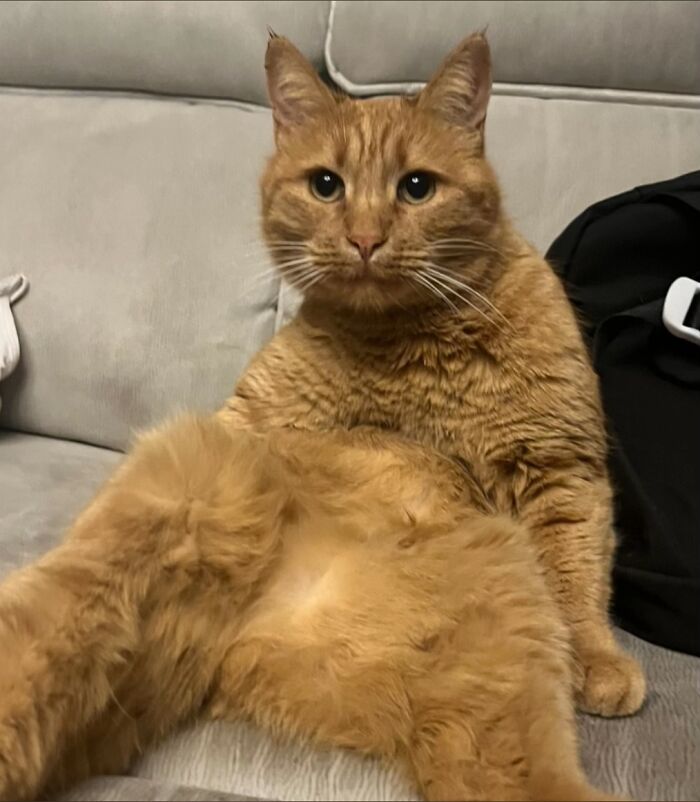 Orange cat sitting with legs spread on a couch, showcasing a quirky goblin-like expression among furry friends.