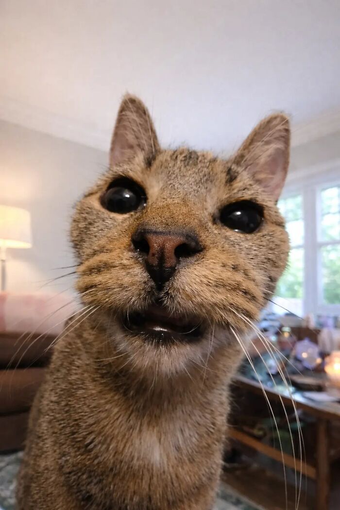 Close-up of a cat with wide eyes and odd expression looking like a goblin in a cozy living room setting.