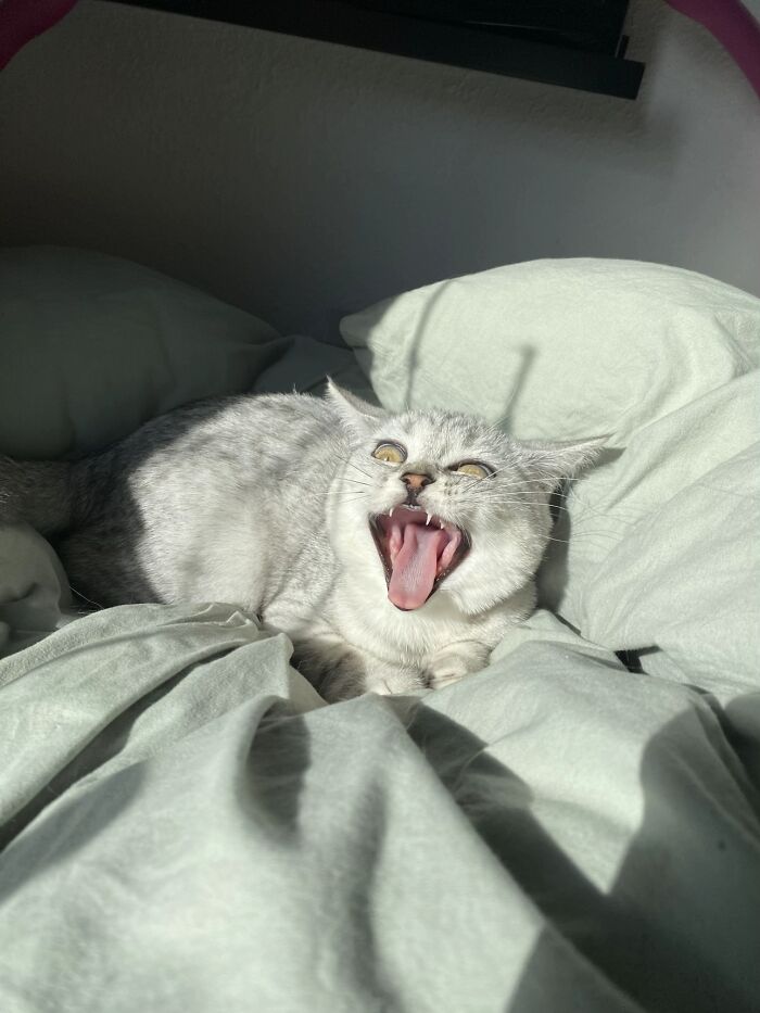 Cat on a bed caught mid-yawn with wide eyes and mouth open, showing an expression resembling a goblin face.