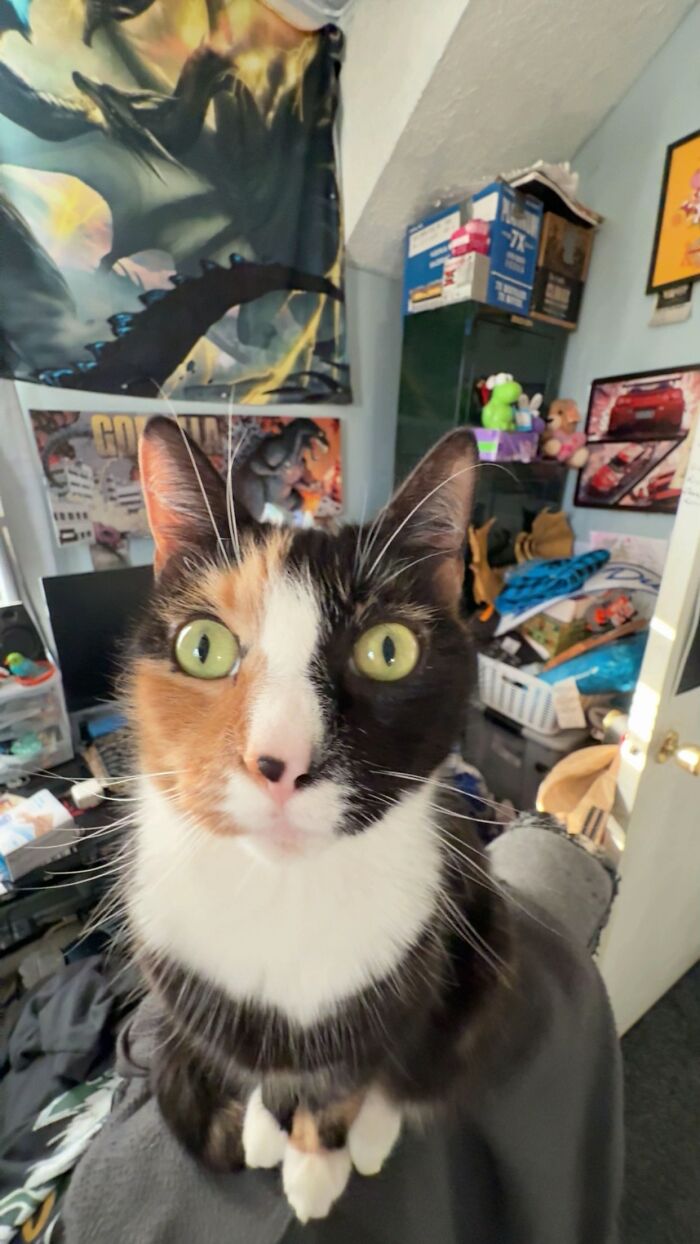 Close-up of a calico cat with wide green eyes sitting indoors, capturing a quirky moment cat owners call goblins.