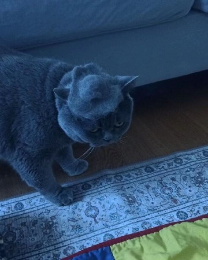 Gray cat with tufted fur resembling a goblin, standing near a patterned rug on a wooden floor indoors.