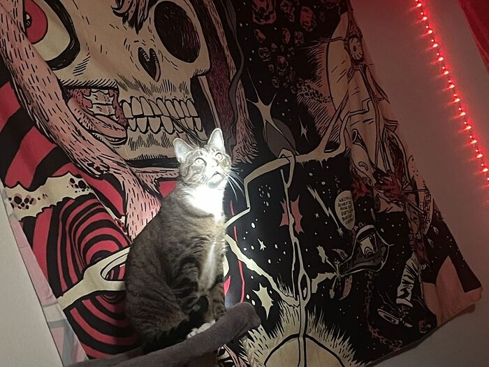 Tabby cat glowing eerily in front of spooky goblin-themed wall art in a dimly lit room with red LED lights.
