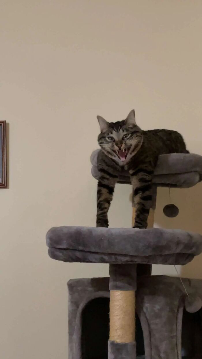 Tabby cat perched on a cat tree with mouth open, showing a goblin-like expression among cat owners' shared photos.