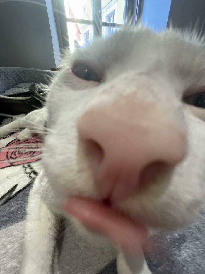 Close-up of a white cat with its tongue out, showcasing a funny goblin-like expression from a cat owner's perspective.