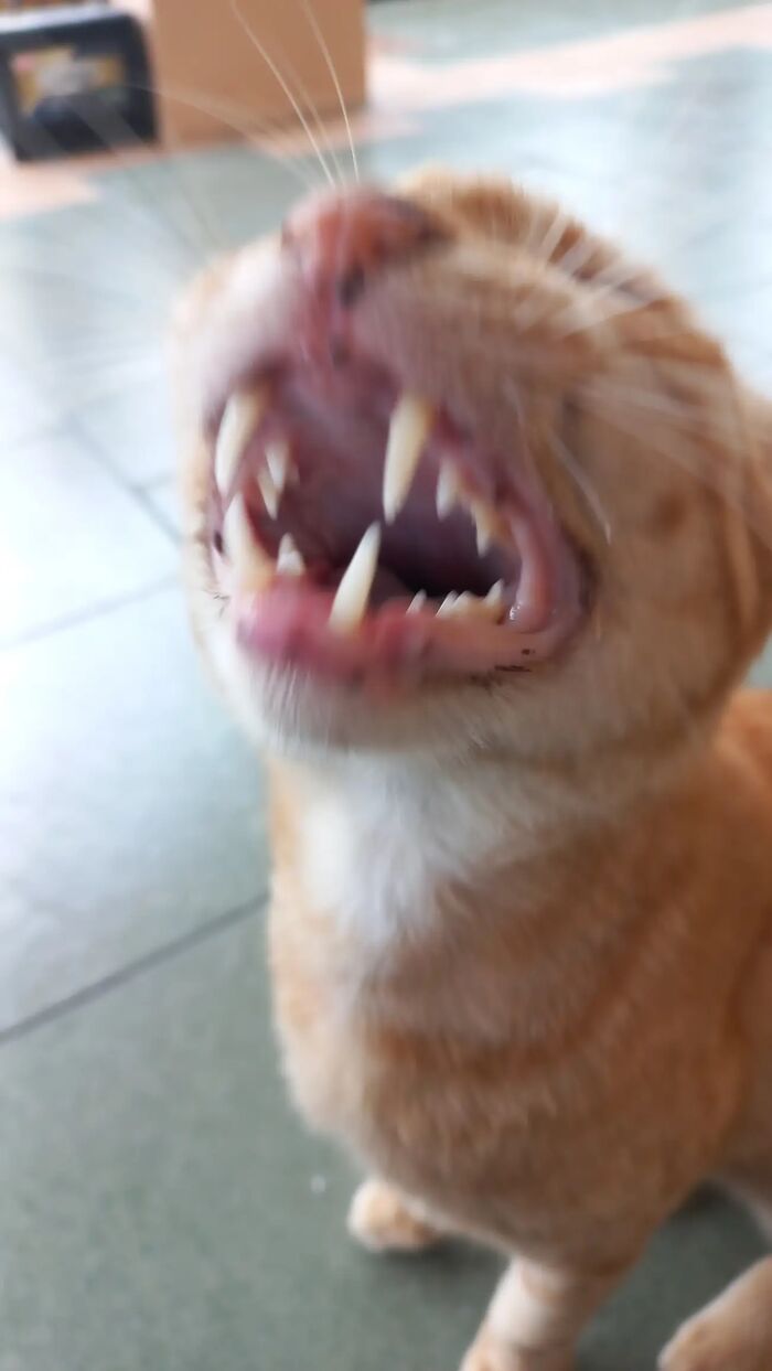 Close-up of an orange cat showing sharp teeth, looking fierce and goblin-like with mouth wide open indoors.