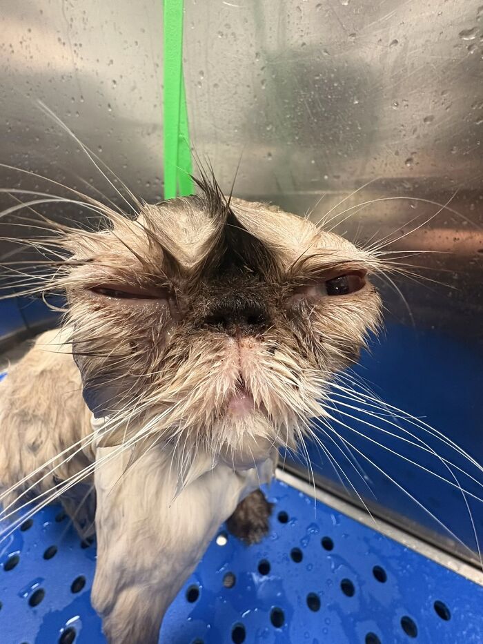 Wet cat with spiky fur and squinting eyes giving a goblin-like appearance as shared by cat owners online.