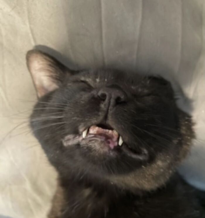 Black cat with fangs showing and eyes closed, capturing a funny moment of a goblin-like expression.