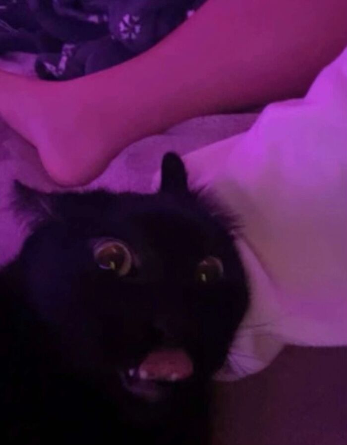 Black cat with wide eyes and open mouth under purple lighting, looking like a goblin in a dim indoor setting.