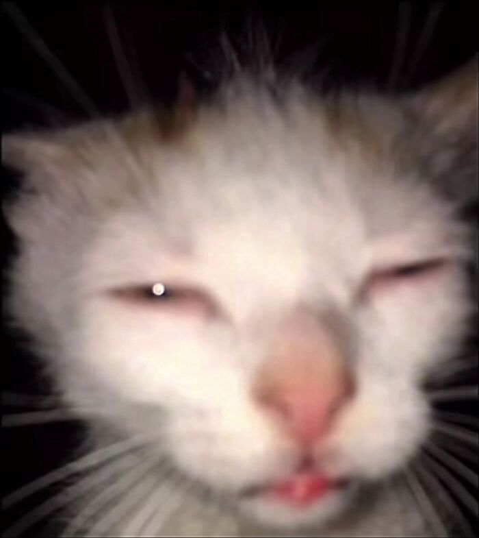 Close-up of a cat with squinted eyes and a slightly open mouth, showing a goblin-like expression from cat owners' stories.