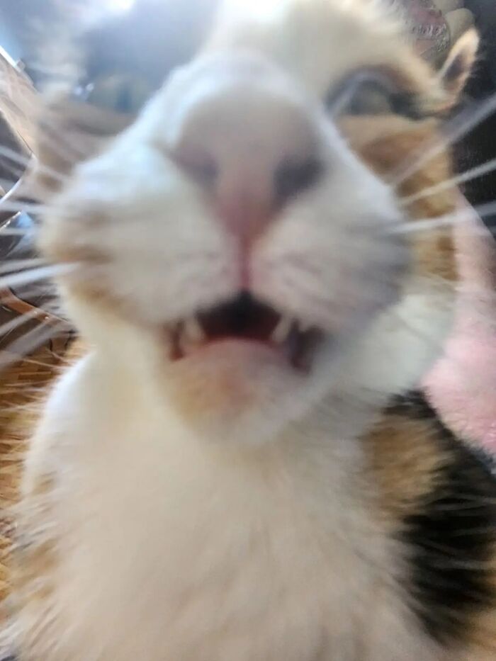 Close-up of a cat showing teeth and whiskers, capturing a funny moment where the furry friend looks like a goblin.