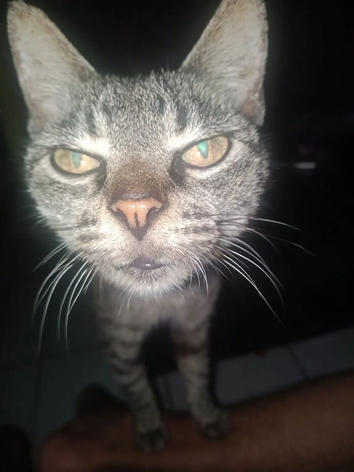 Close-up of a cat with striking eyes and facial features resembling goblins in a dark setting, showcasing furry friends.